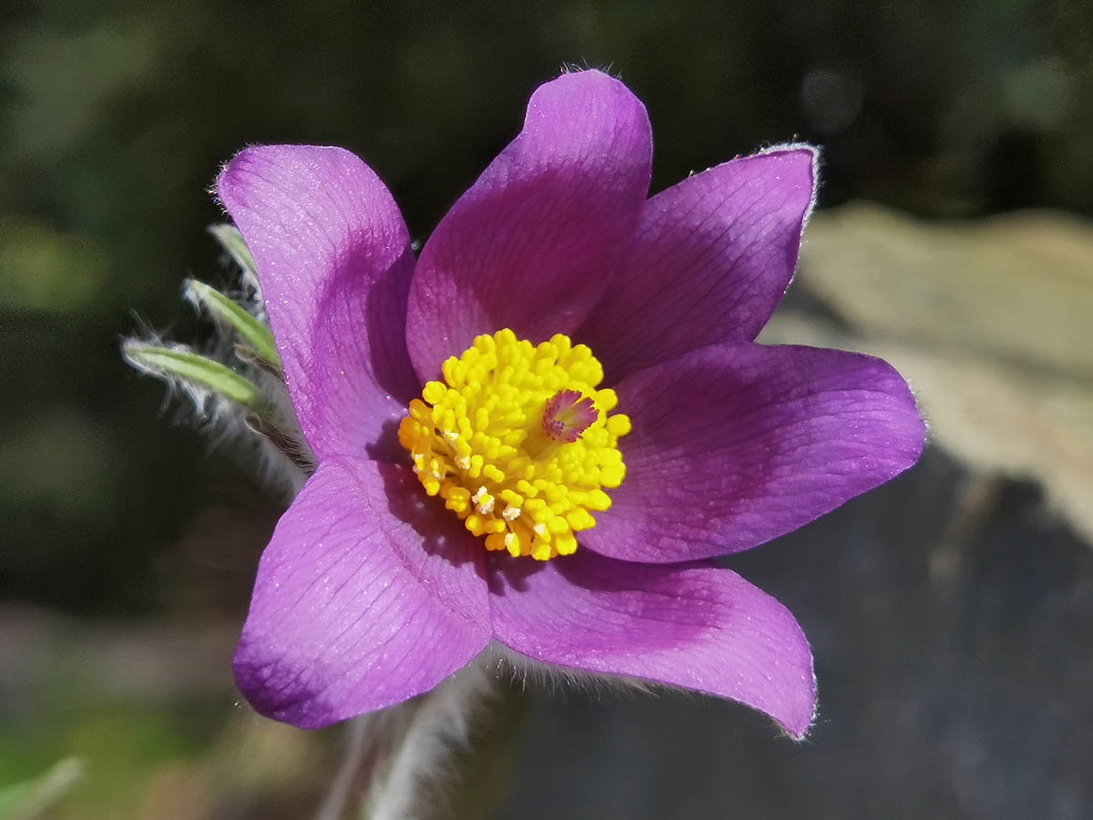 Pulsatilla patens photo